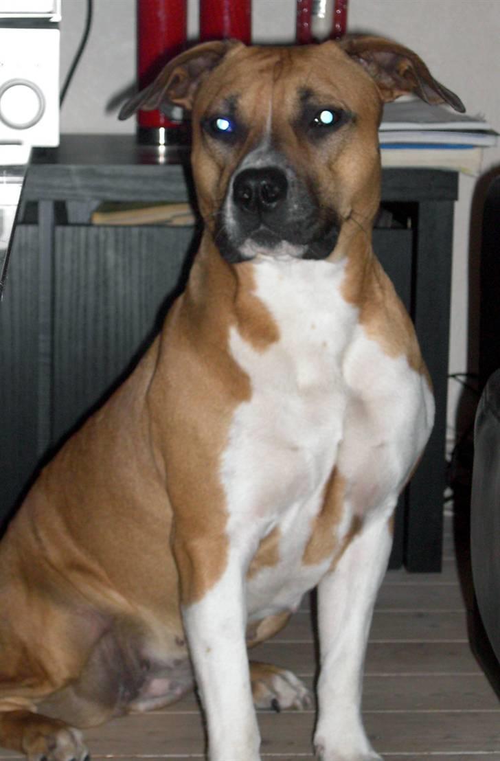 Amerikansk staffordshire terrier ~*~*~*~ Angie ~*~*~*~ billede 4