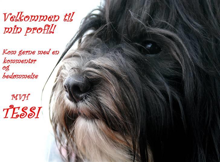 Bichon havanais Tessi billede 1