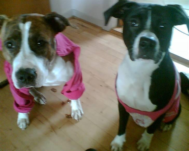 Amerikansk staffordshire terrier Znif billede 8