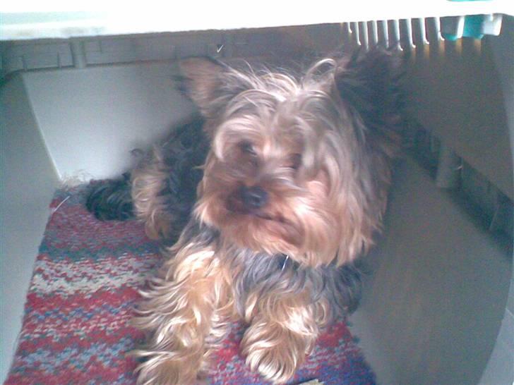 Yorkshire terrier ballou<33 - på vej til fyn på ferie billede 1