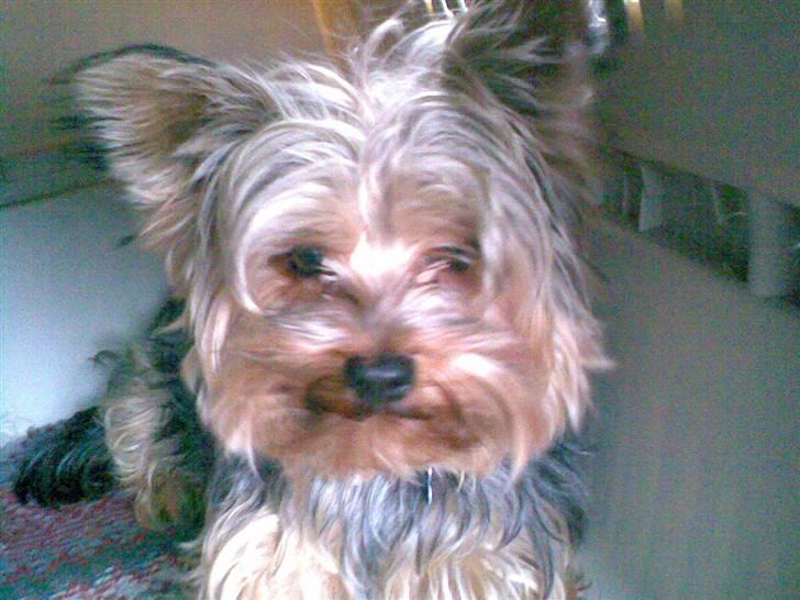 Yorkshire terrier ballou<33 - nær billed<3 billede 2
