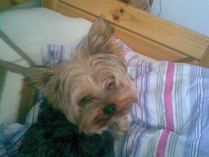 Yorkshire terrier ballou<33 - <33333333 billede 3