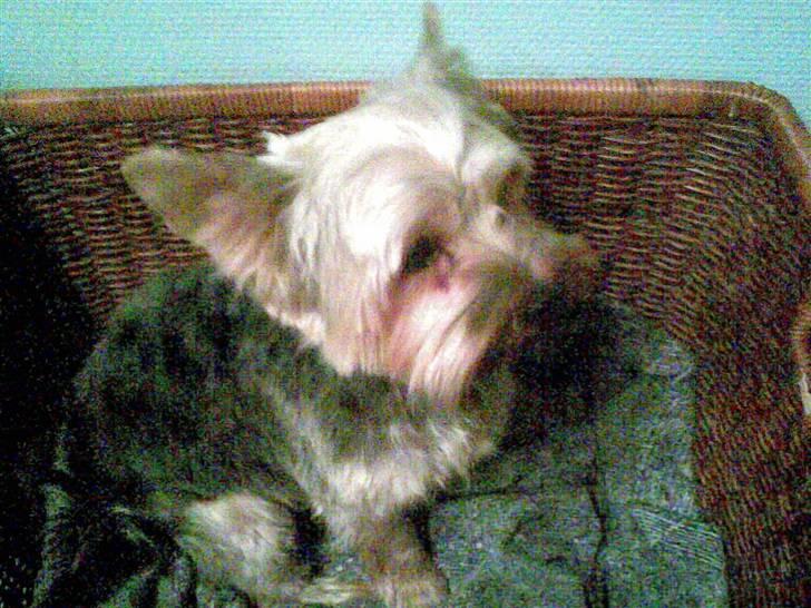 Yorkshire terrier ballou<33 - lige blevet klippet billede 4