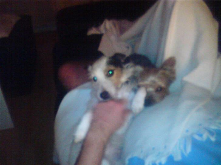 Yorkshire terrier ballou<33 - mijne hunde slapper af billede 5