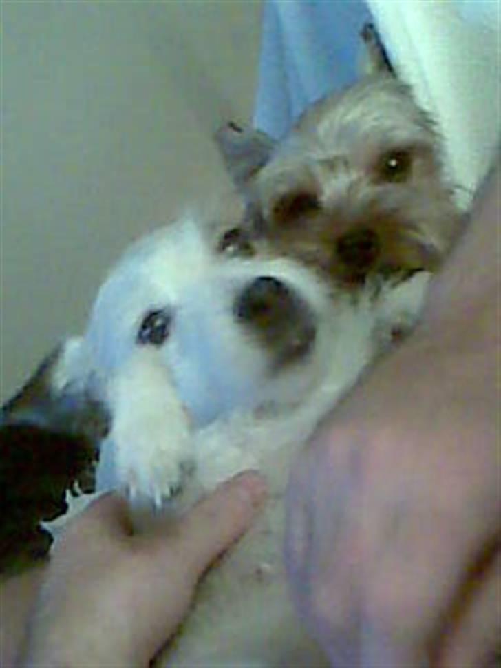 Yorkshire terrier ballou<33 - <33333333 billede 6