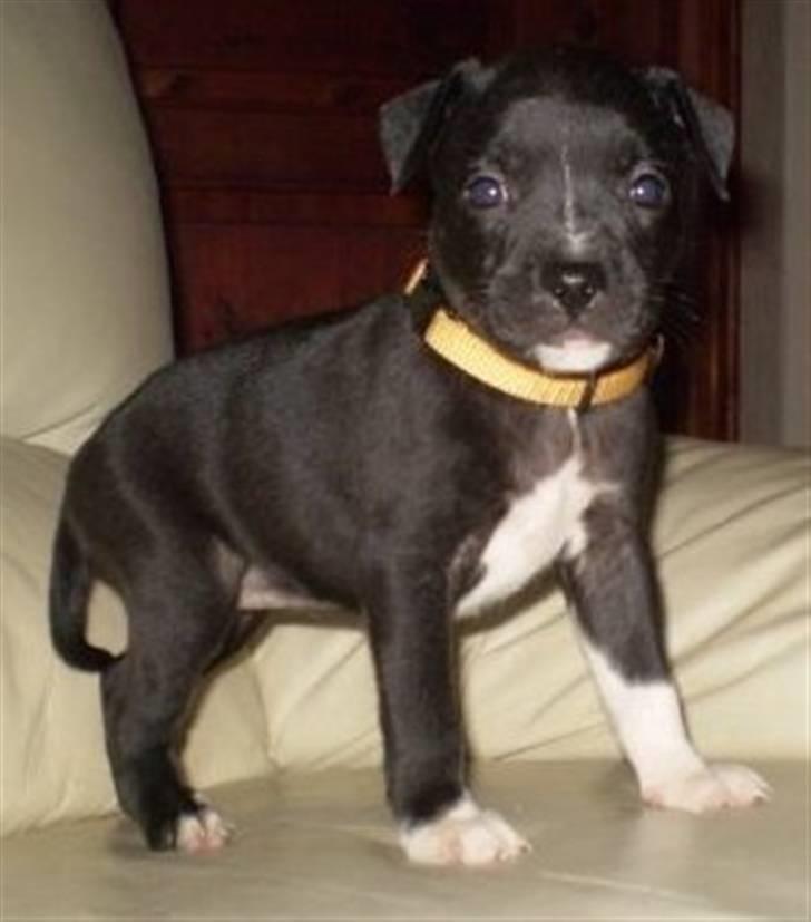 Staffordshire bull terrier Lusty Liza *Solgt* billede 1