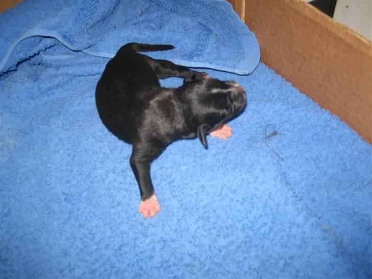 Staffordshire bull terrier Lusty Liza *Solgt* billede 2