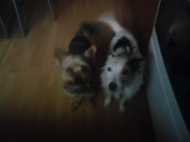 Yorkshire terrier ballou<33 - tikker. billede 7