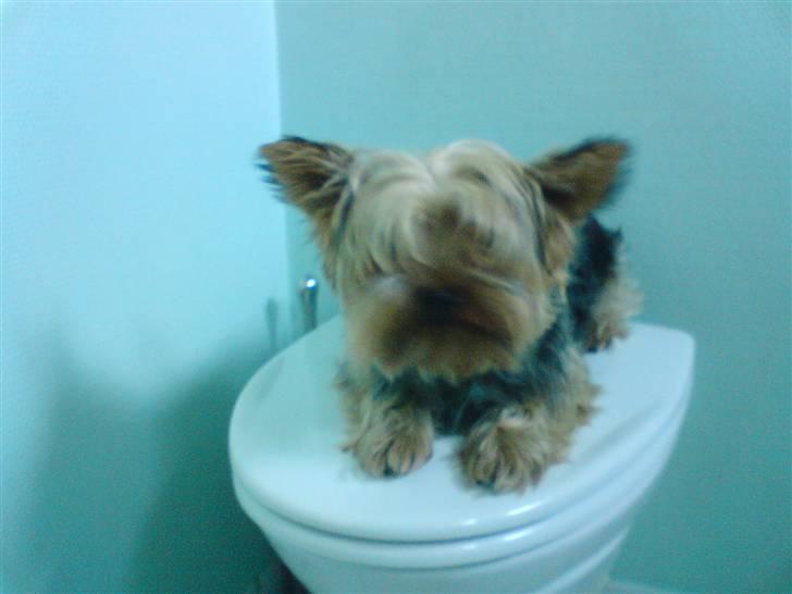 Yorkshire terrier ballou<33 - heh:)<3 billede 8