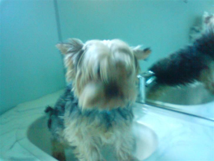 Yorkshire terrier ballou<33 - :) billede 9