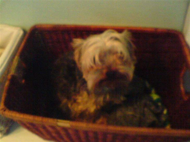 Yorkshire terrier ballou<33 - god nat billede 10