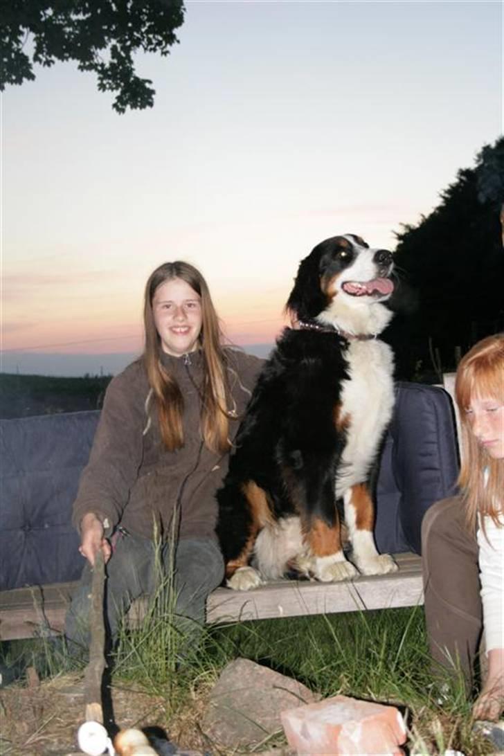 Berner sennenhund Frida R.I.P. billede 19