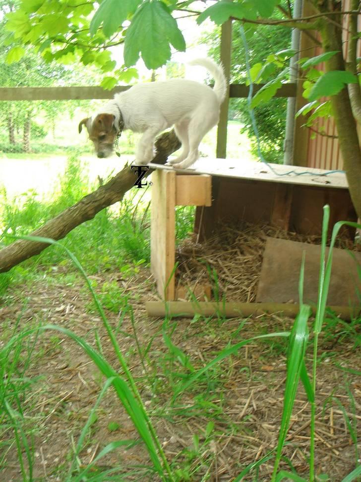 Parson russell terrier » Haldumlunds † Cassi † « billede 10
