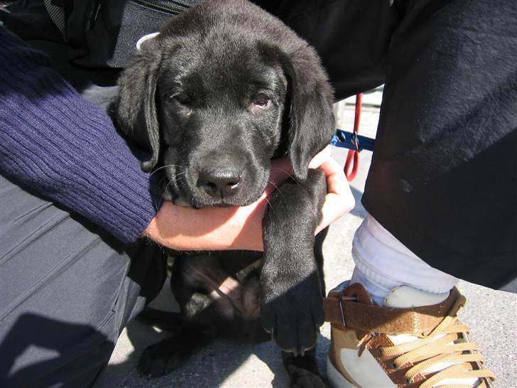Labrador retriever Zacko billede 1