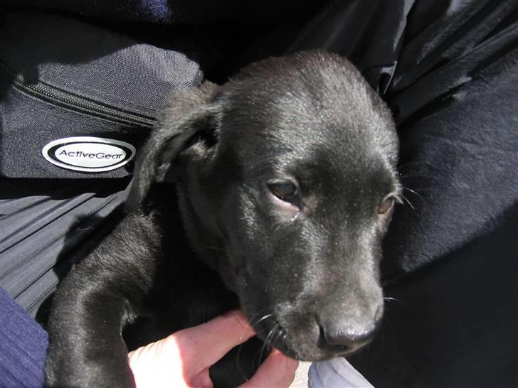 Labrador retriever Zacko - lige omkring 10 uger gammel, sidder trygt hos "far" billede 2