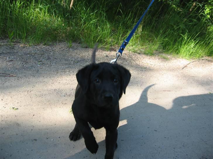 Labrador retriever Zacko billede 3