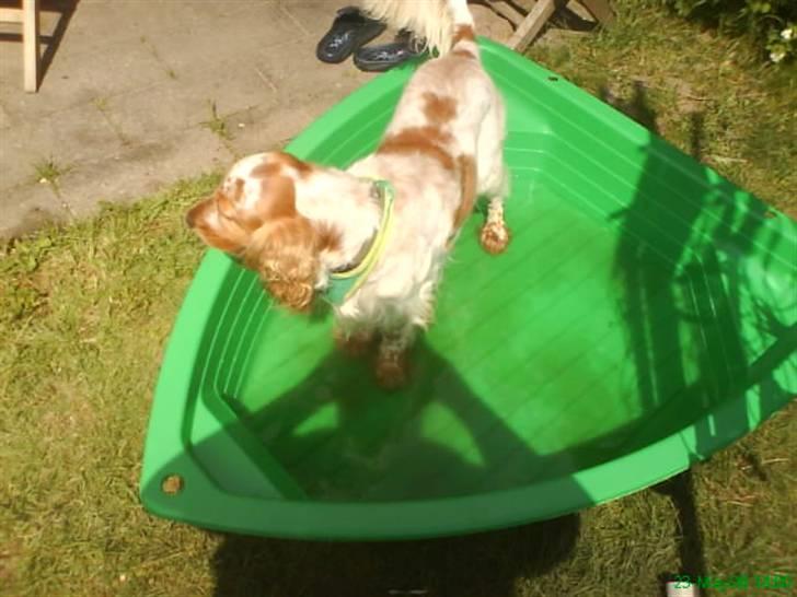 Cocker spaniel Buller - Holdte fødselsdag for Buller for ikk så lang tid siden. Her er han i hans fødselsdag gave - han skulle jo selvfølgelig ha et badebassin den lille dreng :-D billede 12