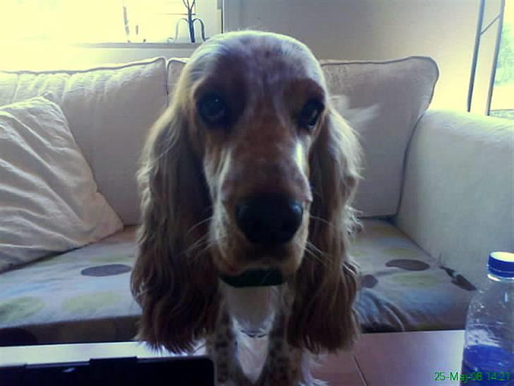 Cocker spaniel Buller - Hvor lækker har man lov til at være :-P billede 13