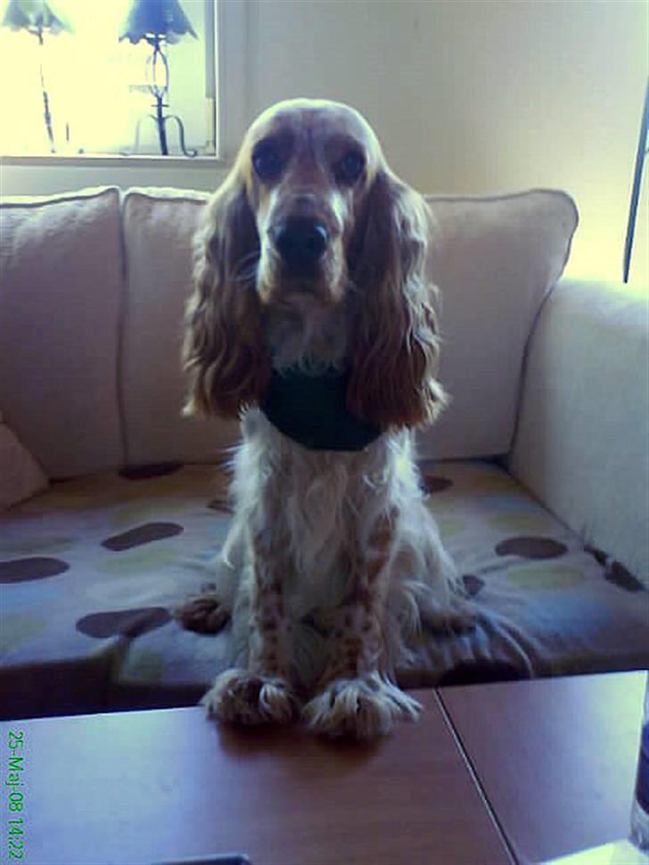 Cocker spaniel Buller - Buller har altid haft et eller andet opmærksomheds problem :-P F.eks når jeg sidder ved sofa-bordet med pc´en - stiller han sig med forbenene på bordet og stirre helt vildt på mig.  billede 14