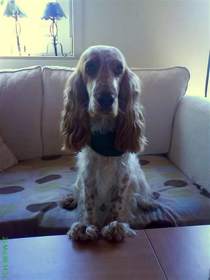 Cocker spaniel Buller - Lækre vuf... Mors dreng... <3 billede 15