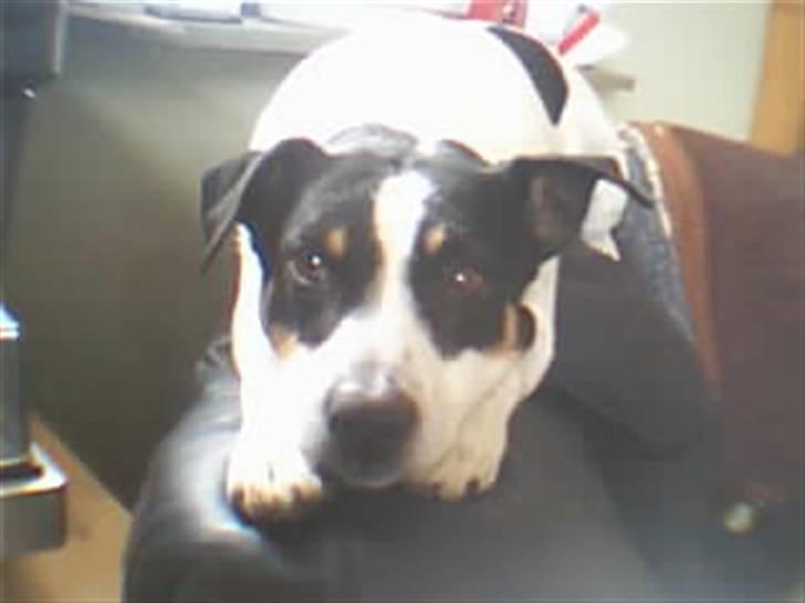 Dansk svensk gaardhund zjang tak for alt <3;( billede 4