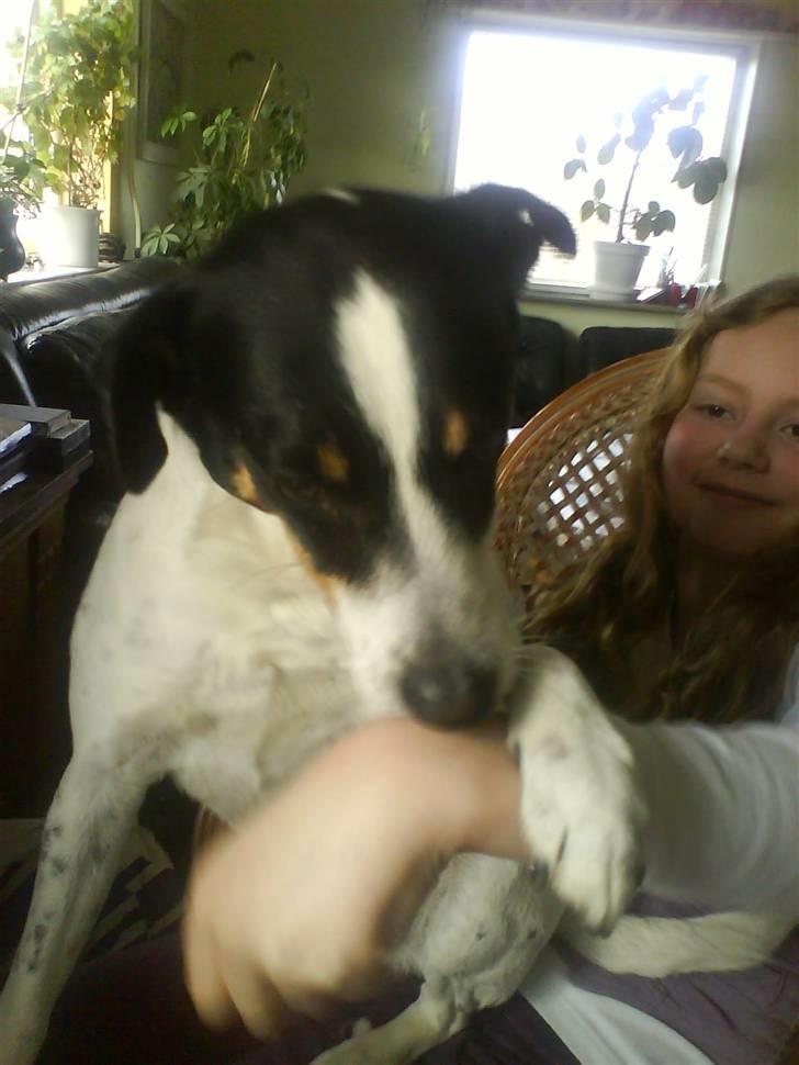 Dansk svensk gaardhund zjang tak for alt <3;( billede 5