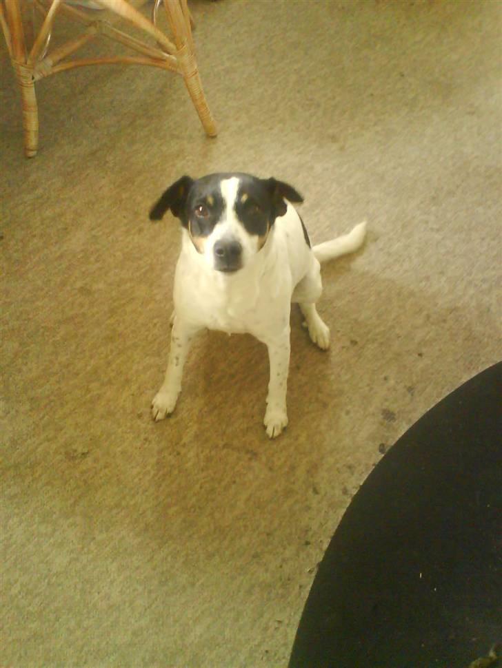 Dansk svensk gaardhund zjang tak for alt <3;( billede 2