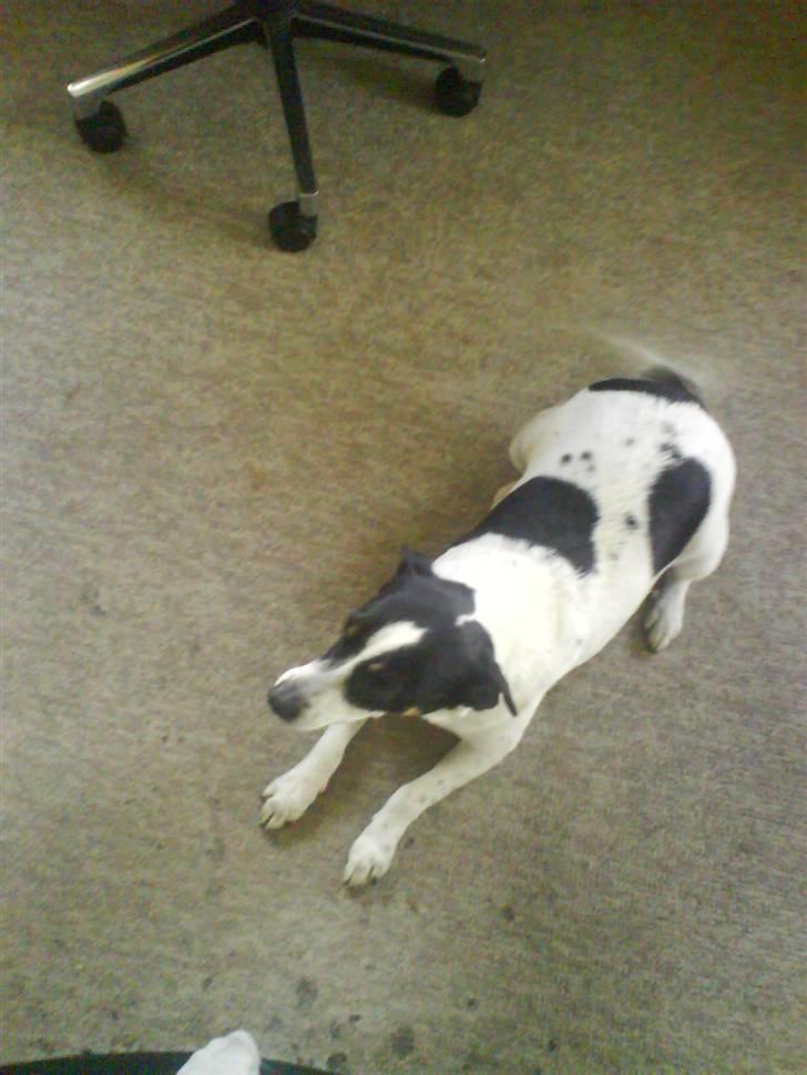 Dansk svensk gaardhund zjang tak for alt <3;( billede 6