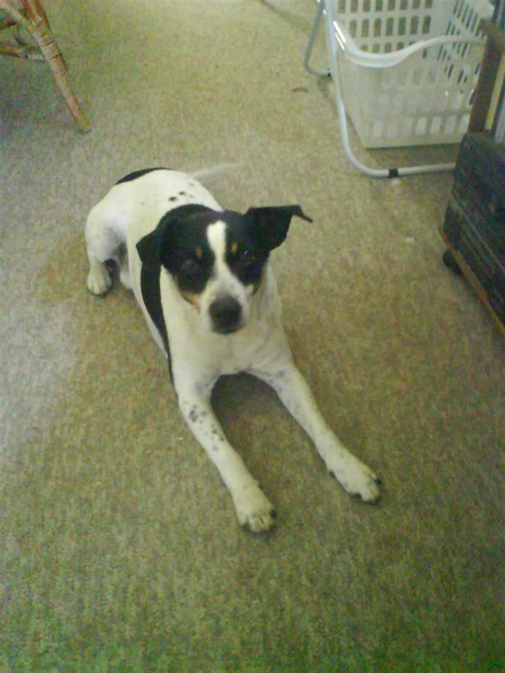 Dansk svensk gaardhund zjang tak for alt <3;( billede 3