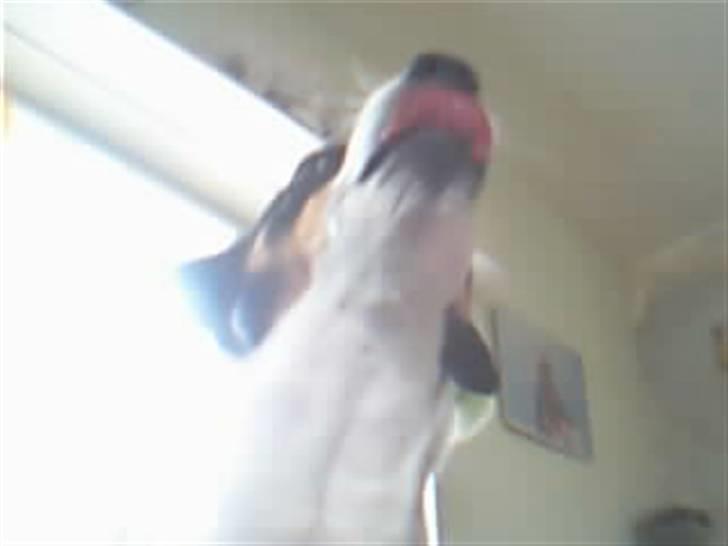 Dansk svensk gaardhund zjang tak for alt <3;( billede 7