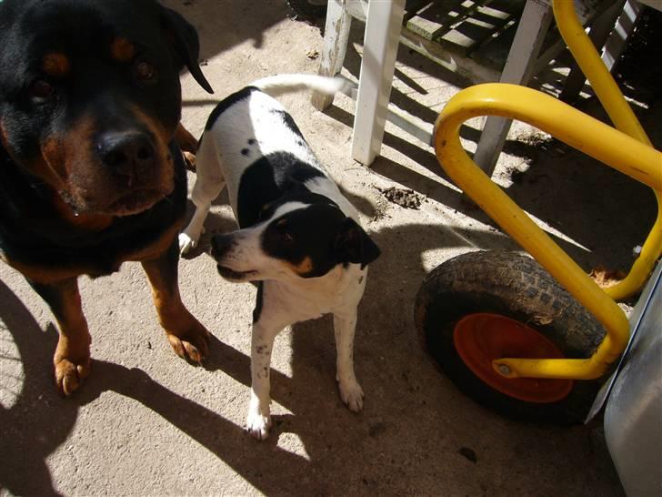 Dansk svensk gaardhund zjang tak for alt <3;( billede 8