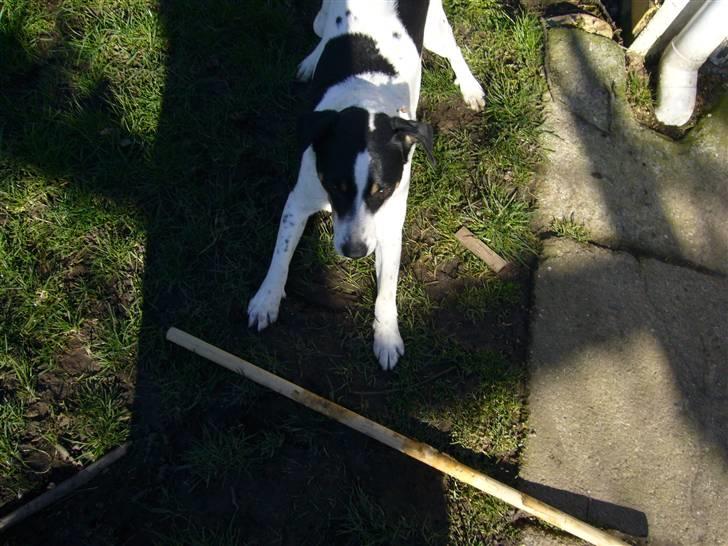 Dansk svensk gaardhund zjang tak for alt <3;( billede 9