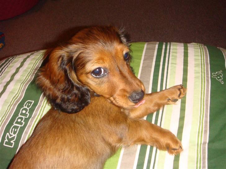 Dværggravhund Bellla - Hvor er jeg dejlig :) billede 1