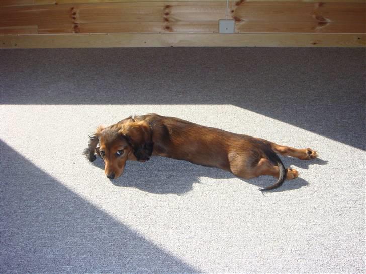 Dværggravhund Bellla - Solen er en af mine bedste venner billede 2