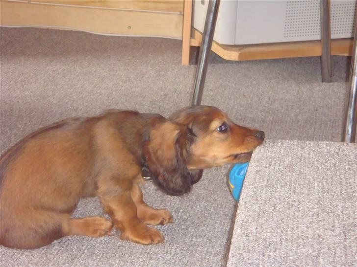 Dværggravhund Bellla - Ja jeg kan også lave ballade :) billede 3