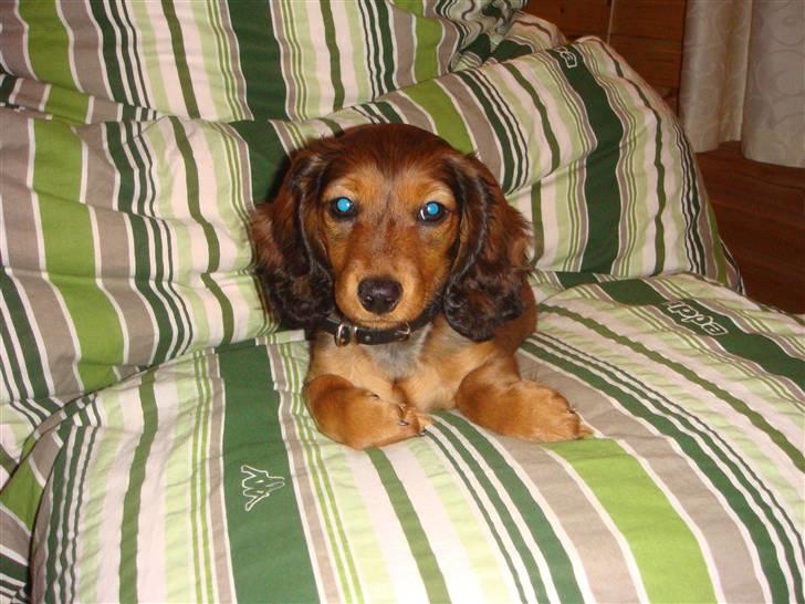 Dværggravhund Bellla billede 4