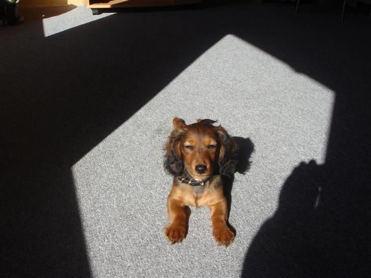 Dværggravhund Bellla - Jeg laver sjov  billede 5