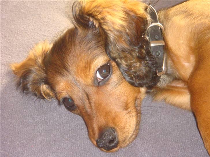 Dværggravhund Bellla - se mig nu : ) Er jeg ikke bare dejlig  billede 6