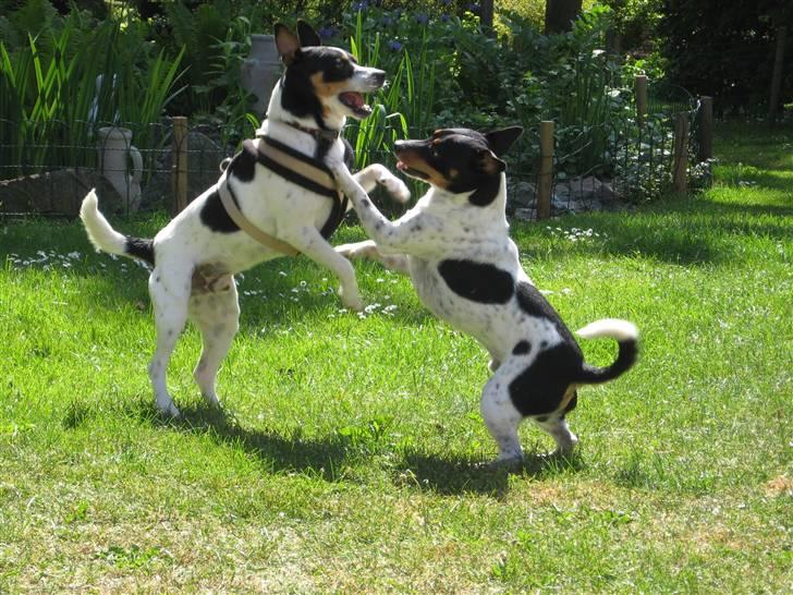 Dansk svensk gaardhund Kipper - leger med ludvig naboens hund billede 19