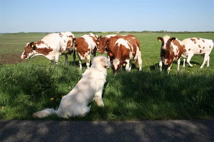 Golden retriever Bamse billede 8