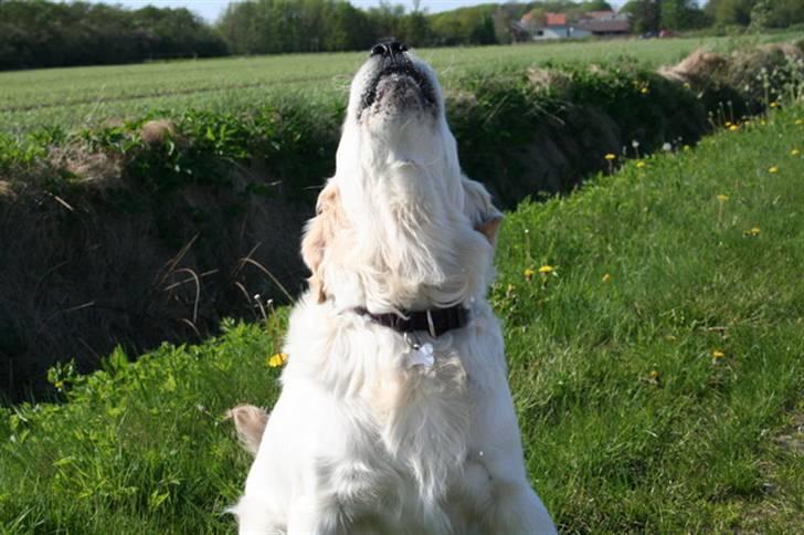 Golden retriever Bamse billede 9