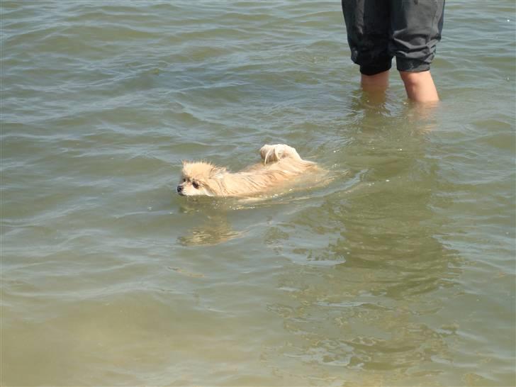 Pomeranian Gismo *R.I.P. 2016* - Maj 2008 billede 7