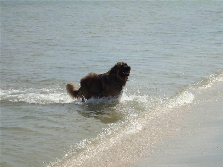 Leonberger Walther *RIP 2018* - På stranden (Maj 2008) billede 15