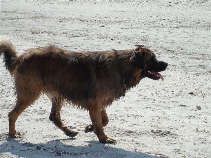 Leonberger Walther *RIP 2018* - På stranden (Maj 2008) billede 16