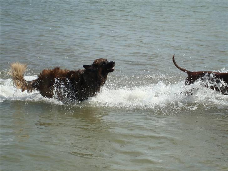 Leonberger Walther *RIP 2018* - På stranden (Maj 2008) billede 17