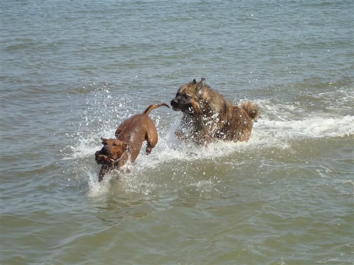 Leonberger Walther *RIP 2018* - På stranden (Maj 2008) billede 18
