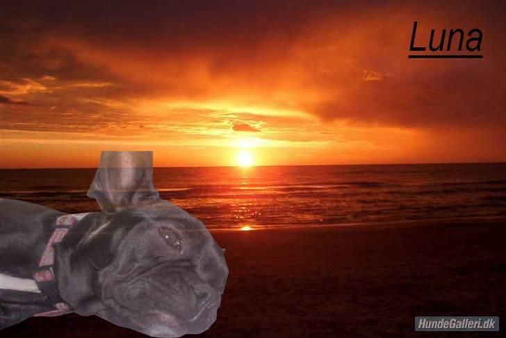 Fransk bulldog Luna billede 5