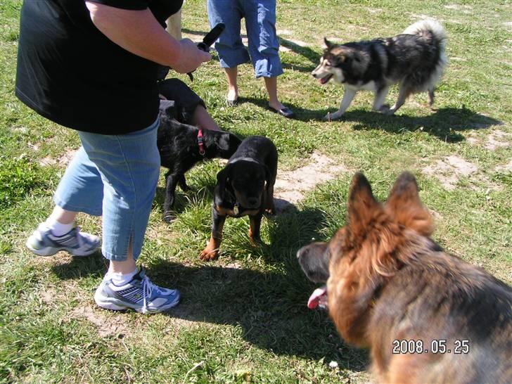 Rottweiler Luna (2008-2008) - i solbjerg hundeskov med min nye ven schæfer falko. billede 11