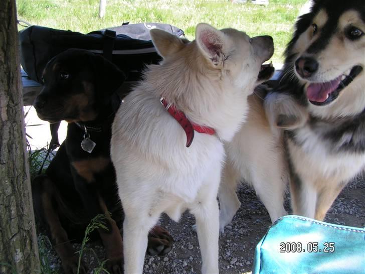 Rottweiler Luna (2008-2008) - hov hov, jeg syntes i maser lidt.... billede 12