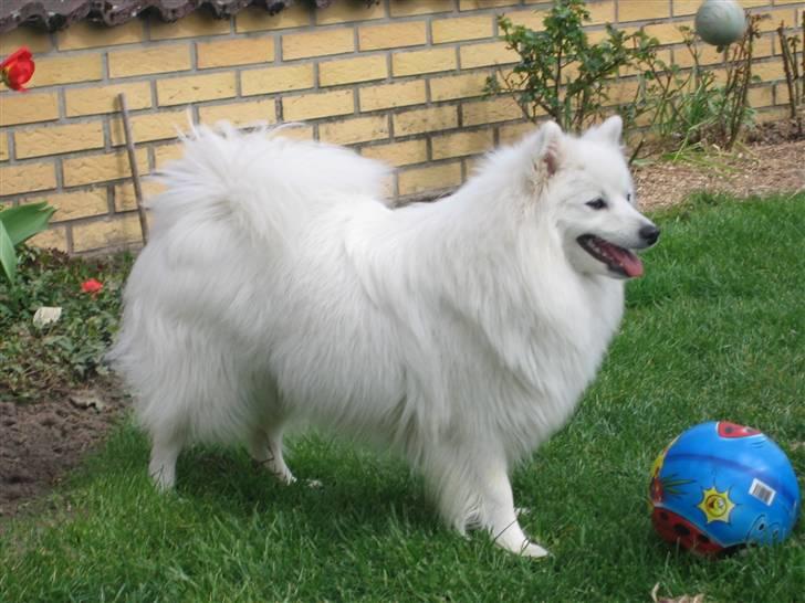 Japansk spids Ninki billede 1